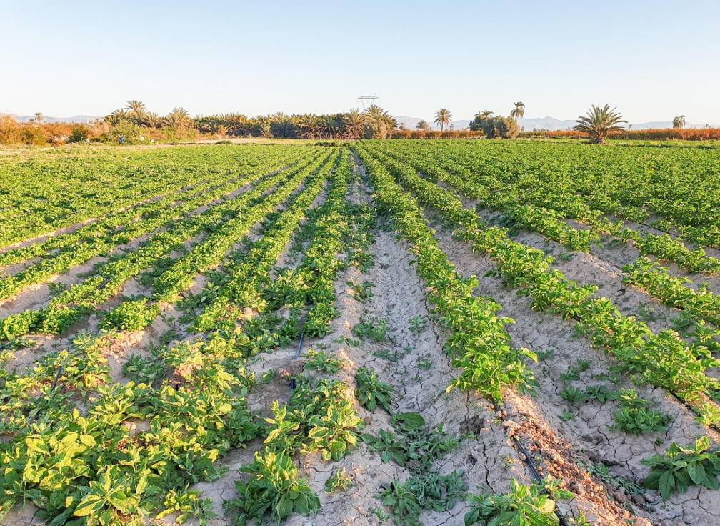 Segunda mano - Parcela - La hoya - La Hoya-Daimes-El Derramador