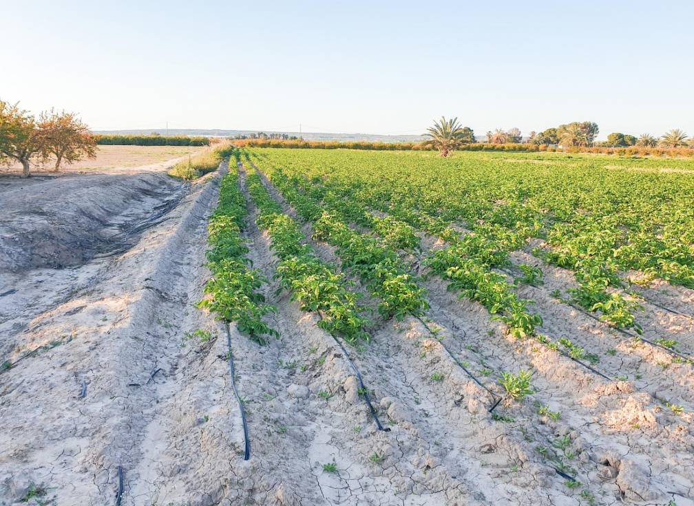 Segunda mano - Parcela - La hoya - La Hoya-Daimes-El Derramador