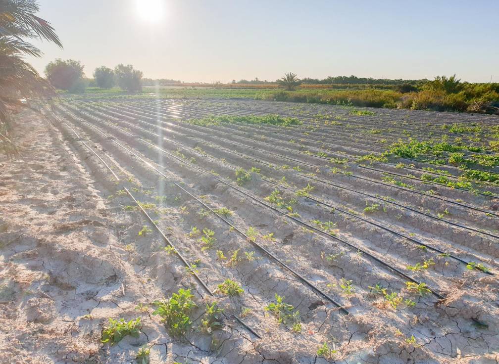Segunda mano - Parcela - La hoya - La Hoya-Daimes-El Derramador