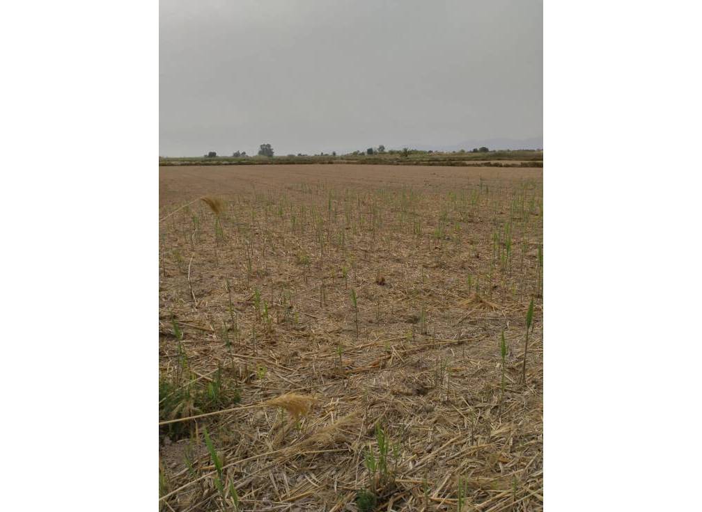 Segunda mano - Terreno rural - La hoya - La Hoya-Daimes-El Derramador